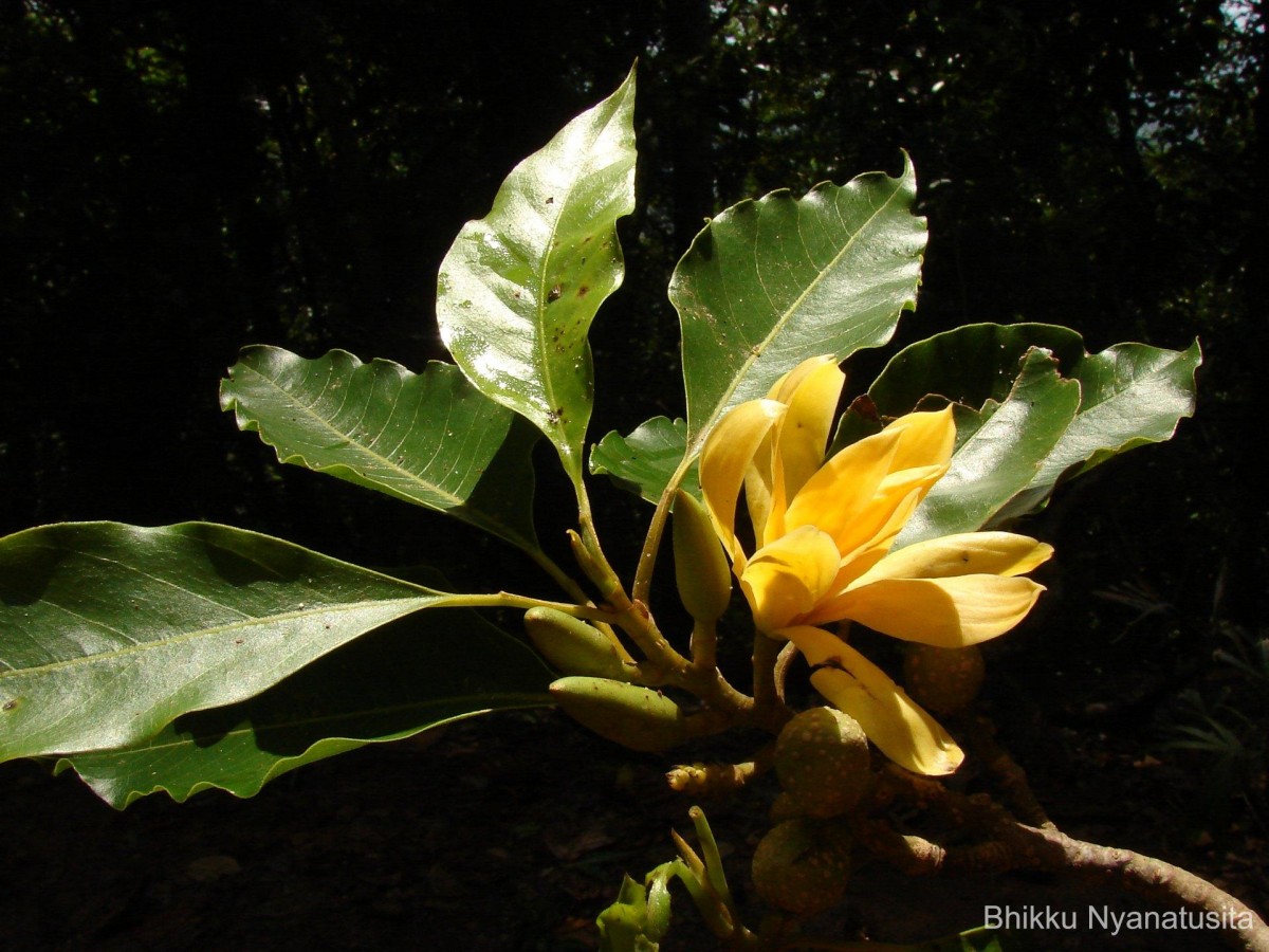 Magnolia champaca (L.) Baill. ex Pierre